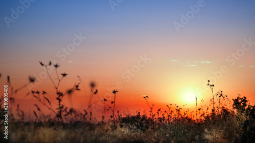view of sunset through dry grass. blue and red sky