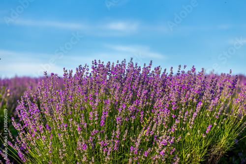lavender field bulgaria