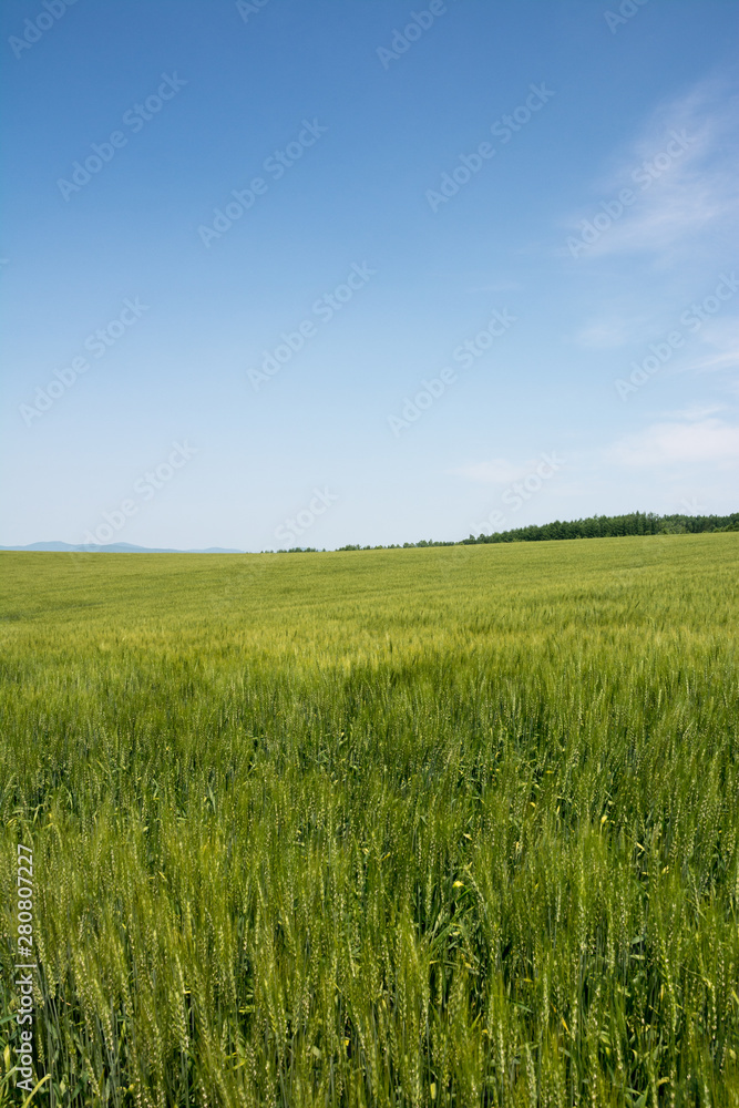 緑のムギ畑と青空