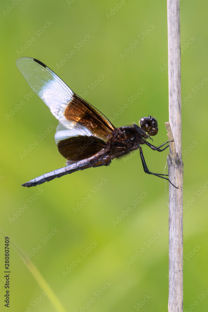 Widow Skimmer (Libellula luctuosa) perching on dry grass, Iowa, USA. Widow Skimmer (Libellula luctuosa) perching on dry grass, Iowa, USA.