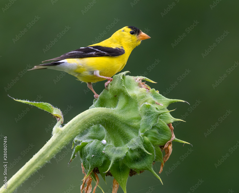 Φωτογραφία American goldfinch (Spinus tristis) male on sunflower, Iowa, USA.