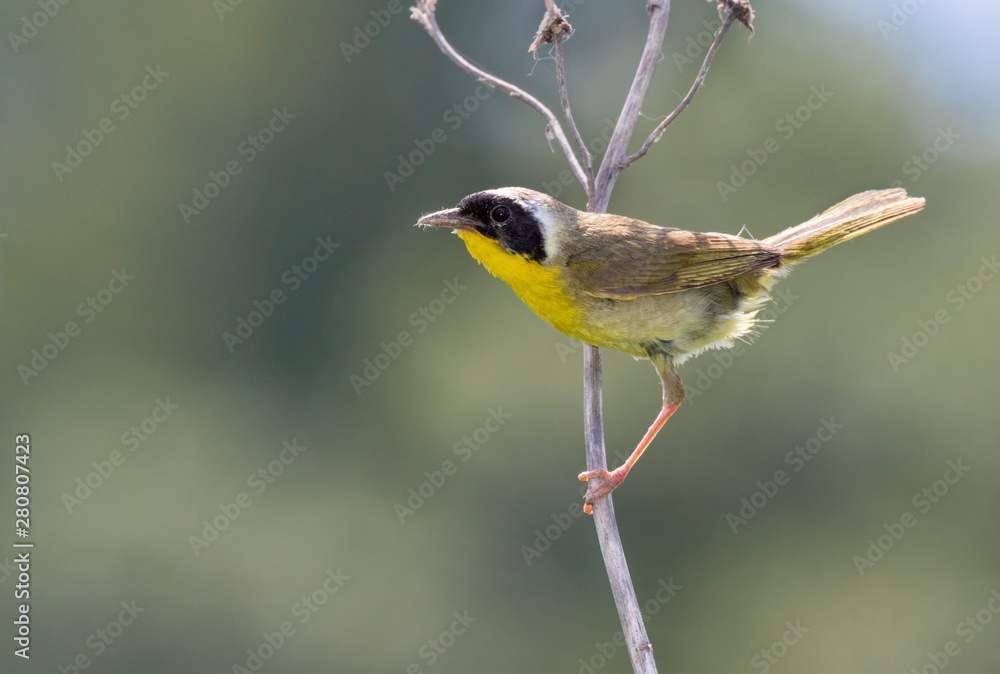 Φωτογραφία Common yellowthroat (Geothlypis trichas) male in prairie, Iowa, USA