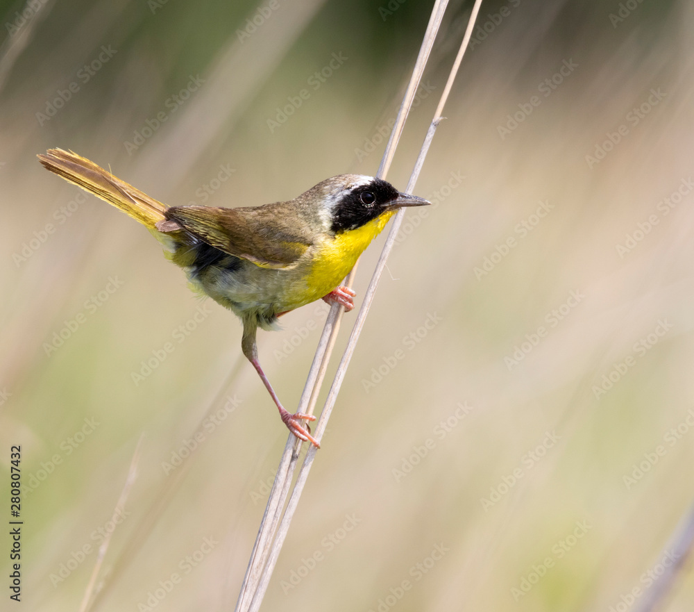 Φωτογραφία Common yellowthroat (Geothlypis trichas) male in prairie, Iowa, USA