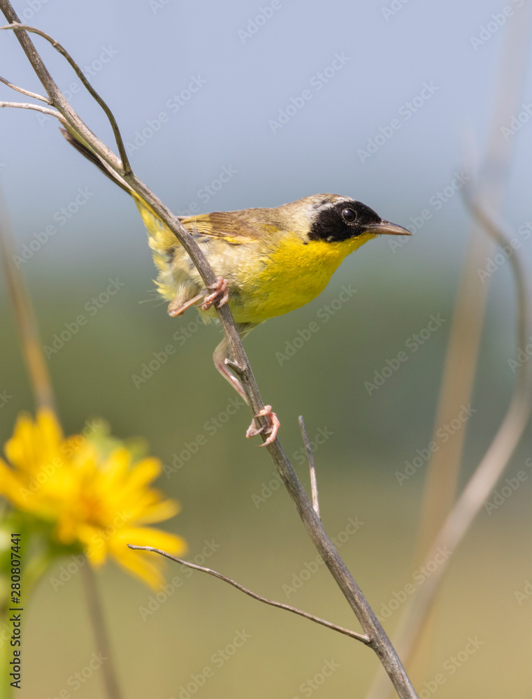 Φωτογραφία Common yellowthroat (Geothlypis trichas) male in prairie, Iowa, USA