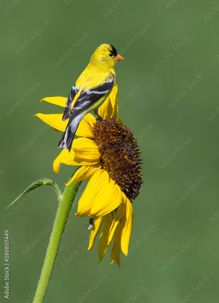 Φωτογραφία American goldfinch (Spinus tristis) male feeding on sunflower, Iowa, USA