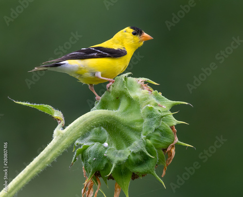 Fotografie American goldfinch (Spinus tristis) male on sunflower, Iowa, USA.
