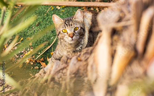 domestic cat portrait yellow eyes in garden park outdoor nature space looking at camera 