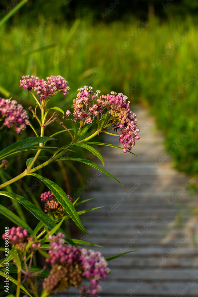 Fototapeta premium Summer vegetation