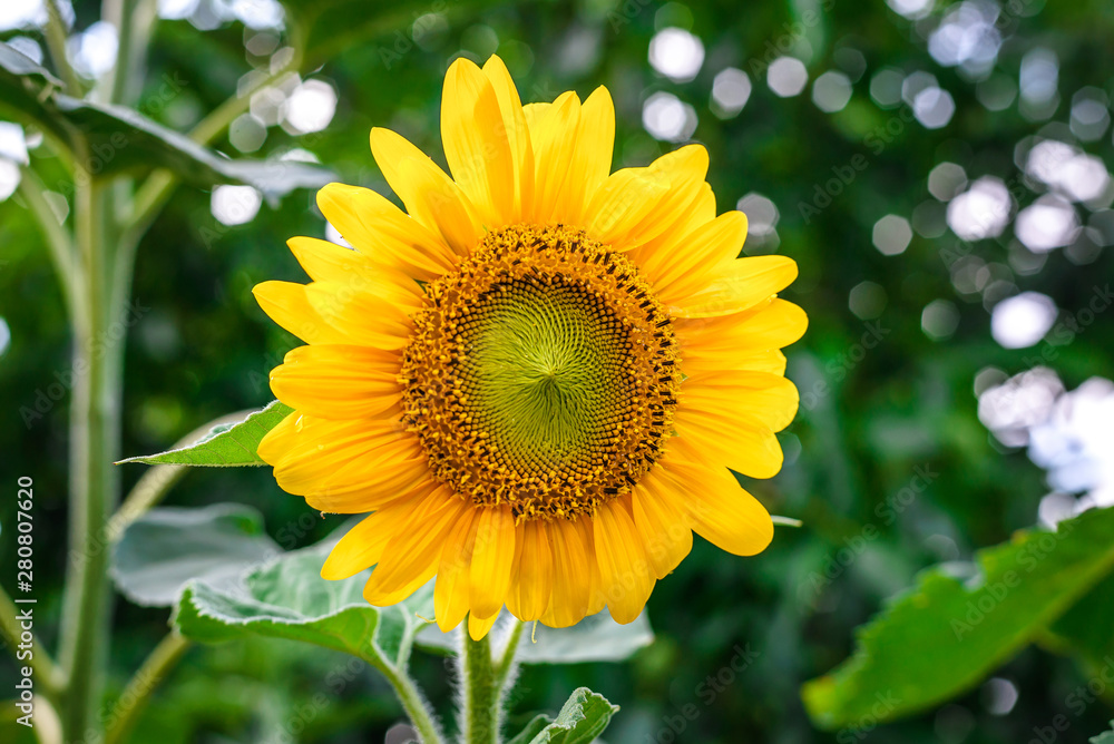 Obraz premium Sunflower in the garden