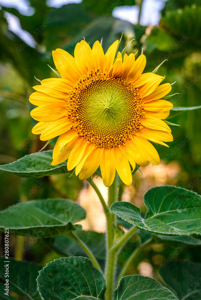 Sunflower in the garden Sunflower in the garden