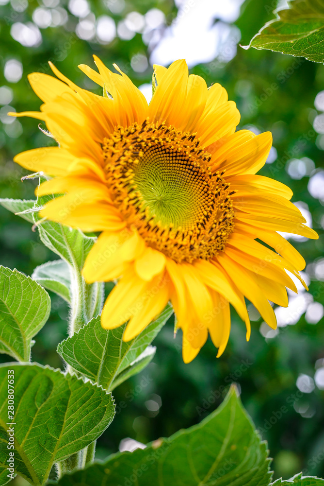 Obraz premium Sunflower in the garden