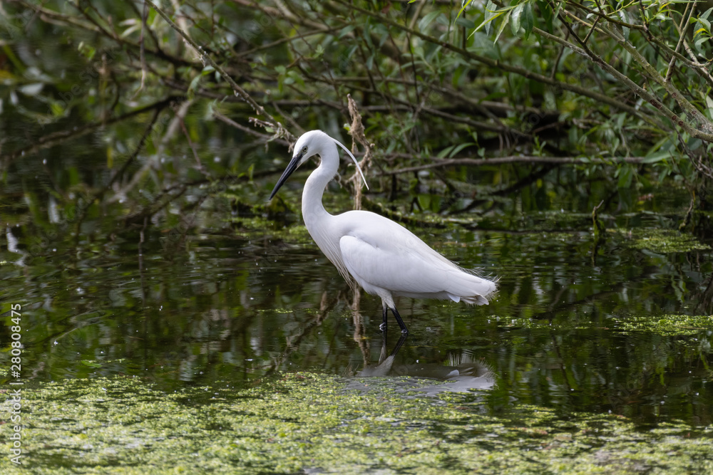 Little egret (Egretta garzetta) Little egret (Egretta garzetta)