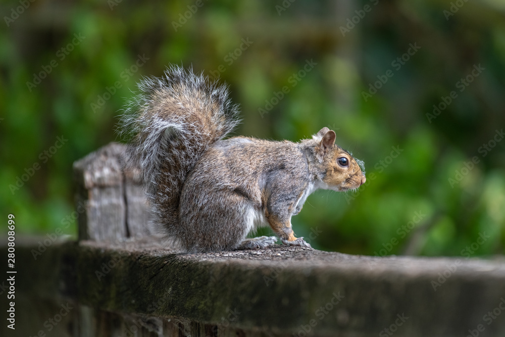 Eastern gray squirrel (Sciurus carolinensis) Eastern gray squirrel (Sciurus carolinensis)