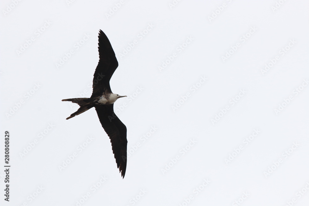 A female magnificent frigate bird,Fregata magnificens, flying A female magnificent frigate bird,Fregata magnificens, flying