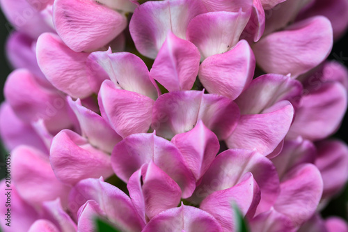 Close Look at the Delicate Pink Lupine Flower Petals © rck