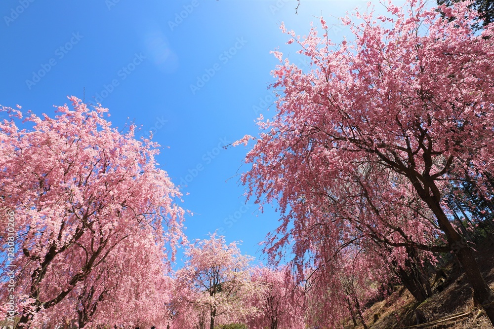 高見の郷　しだれ桜