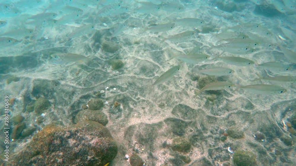 White mullet fish swim along the tropical ocean floor White mullet fish swim along the tropical ocean floor