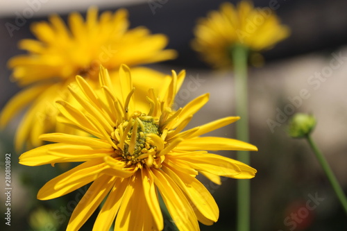 Flor amarela