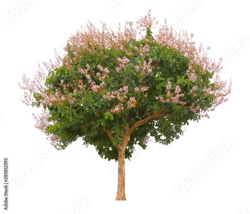 Single pink flowering tree isolated on white background for design purpose, Lagerstroemia floribunda plant or Thai crepe myrtle