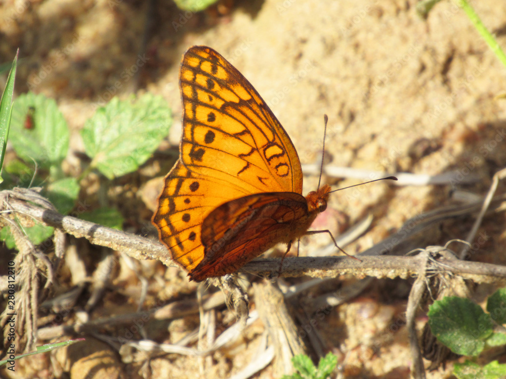 Borboleta Borboleta