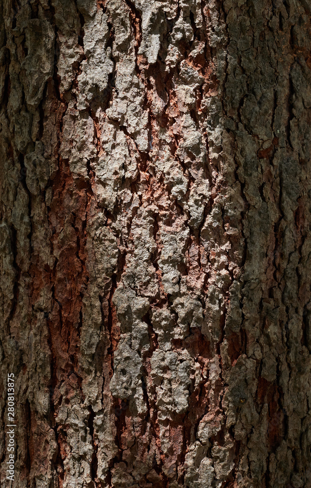 Close-up view bark in the shade and light Close-up view bark in the shade and light