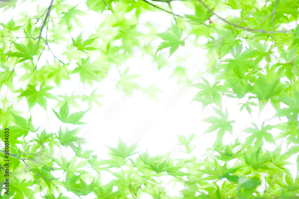 新緑 モミジ 新緑 モミジ