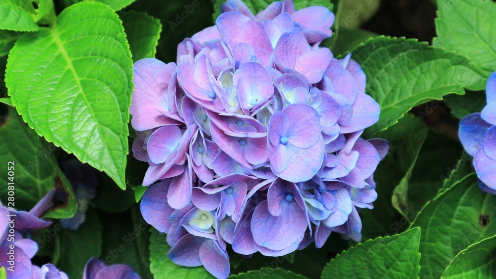 Blue and purple hydrangea flowers in the garden with natural background, abstract and wallpaper Blue and purple hydrangea flowers in the garden with natural background, abstract and wallpaper