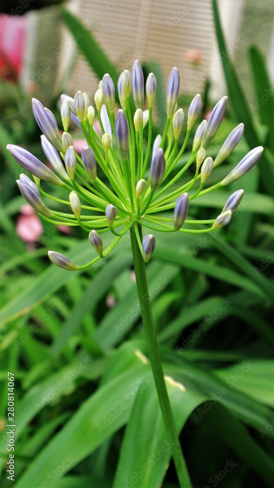 Fototapeta premium Pink Agapanthus flowers in Asian flower gardens