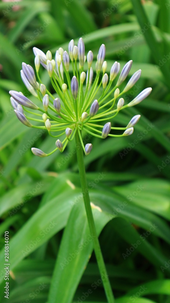 Pink Agapanthus flowers in Asian flower gardens Pink Agapanthus flowers in Asian flower gardens