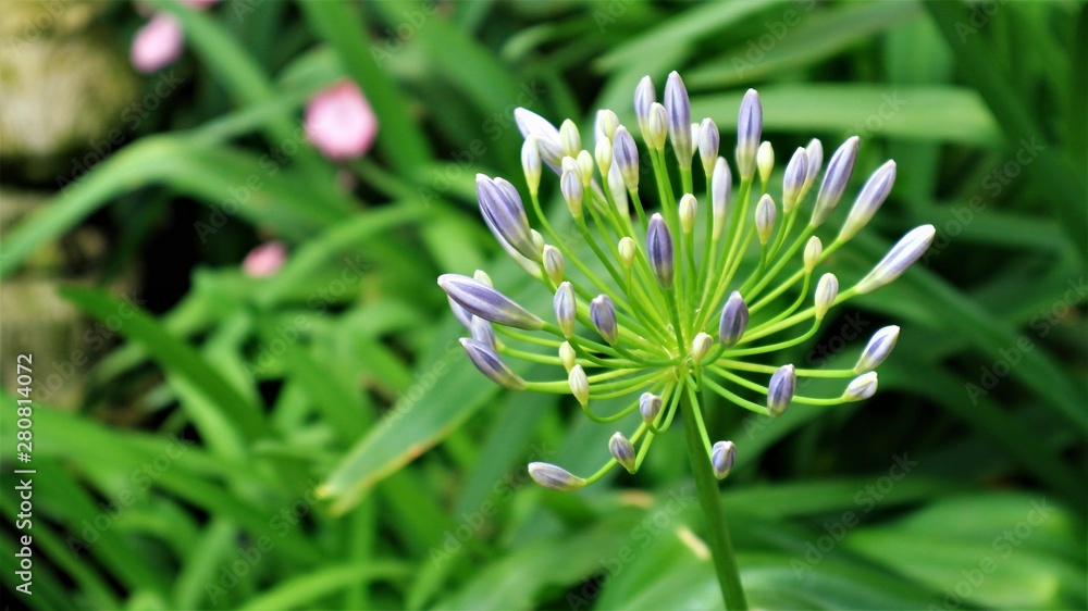 Pink Agapanthus flowers in Asian flower gardens Pink Agapanthus flowers in Asian flower gardens