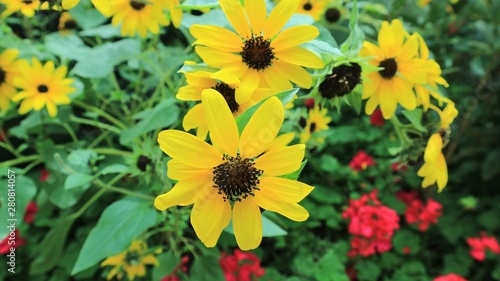 Closeup of Coneflower Orange  dark bloom or plant Rudbeckia fulgida