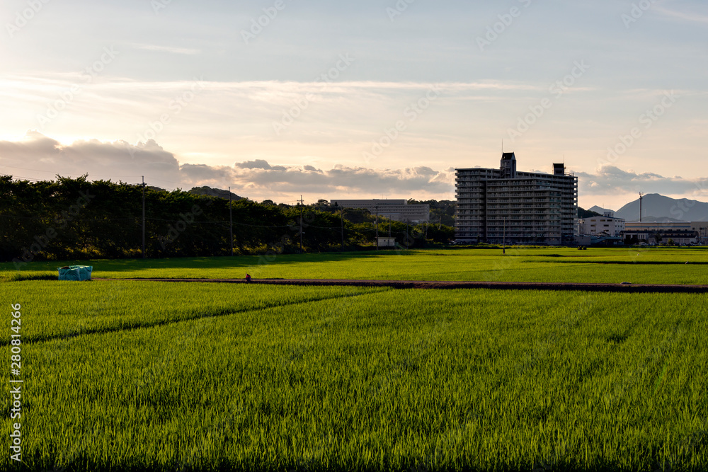 Paddy fields two months after transplanting in Sanda, Hyogo, Japan