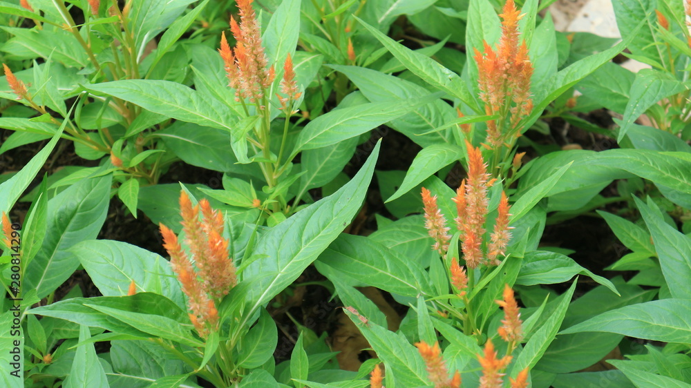 Celosia plumosa flower , 'Pampas Plume Mixture' Prince of Wales' Feathers Celosia plumosa flower , 'Pampas Plume Mixture' Prince of Wales' Feathers