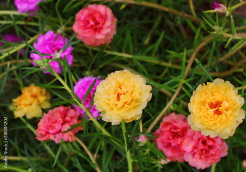 beautiful common purslane flower in fresh garden