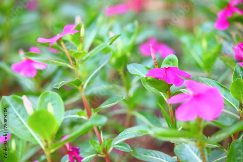  Catharanthus roseus or Madagascar periwinkle flower blooming in the garden.