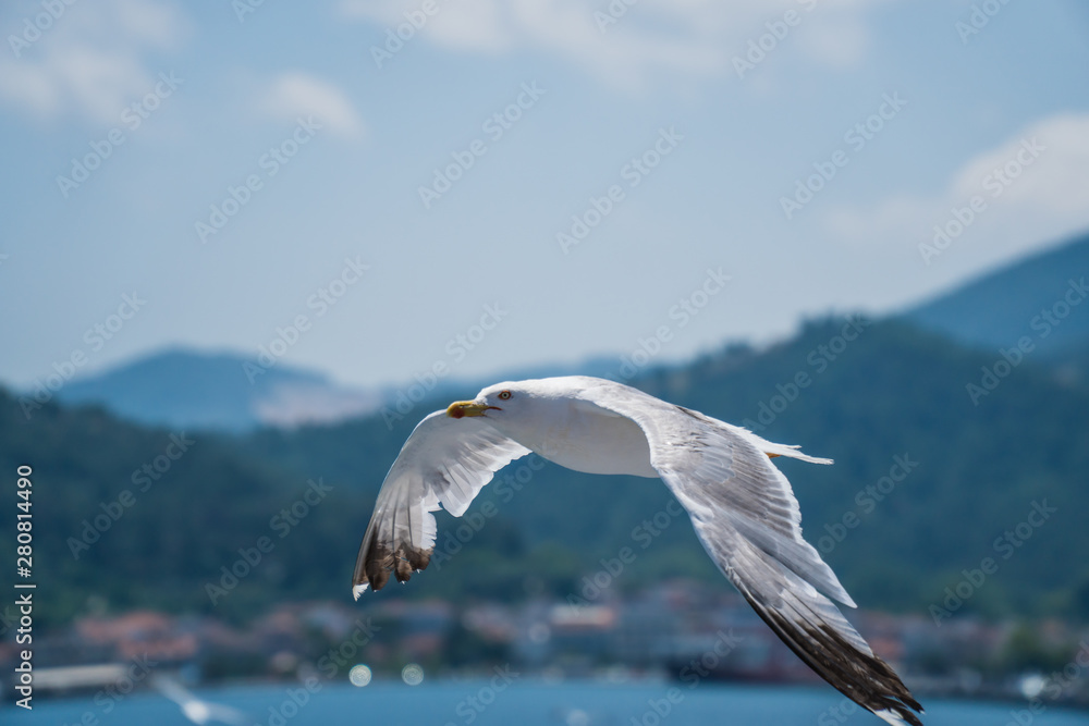 Fototapeta premium Seagulls around the ferry from south greece to Thassos island