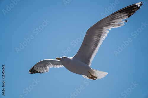 Seagulls around the ferry from south greece to Thassos island © parrot