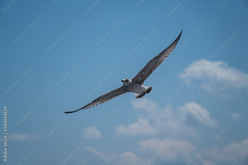 Seagulls around the ferry from south greece to Thassos island Seagulls around the ferry from south greece to Thassos island