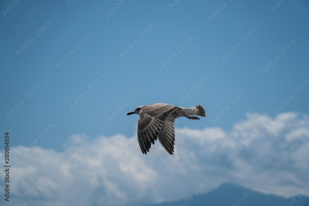 Obraz premium Seagulls around the ferry from south greece to Thassos island