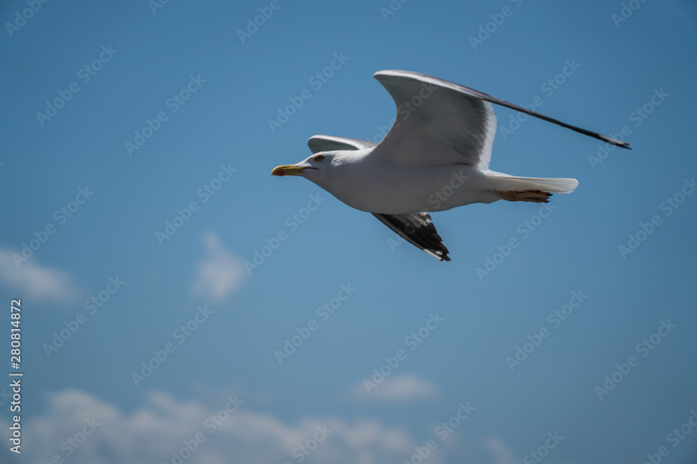 Obraz premium Seagulls around the ferry from south greece to Thassos island
