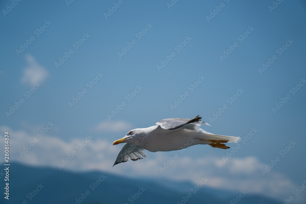 Fototapeta premium Seagulls around the ferry from south greece to Thassos island