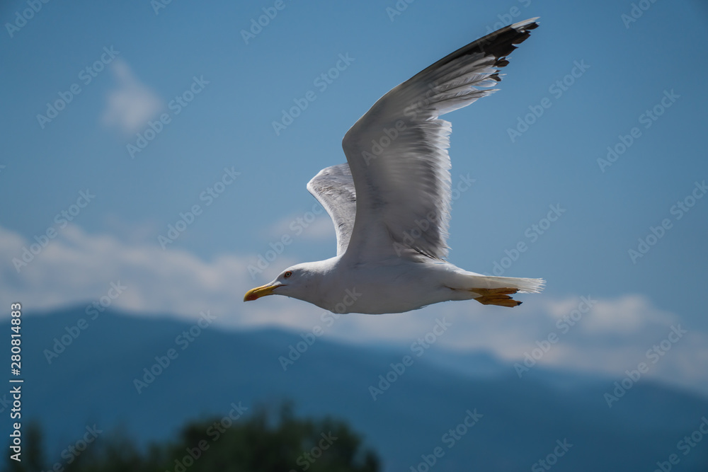 Fototapeta premium Seagulls around the ferry from south greece to Thassos island