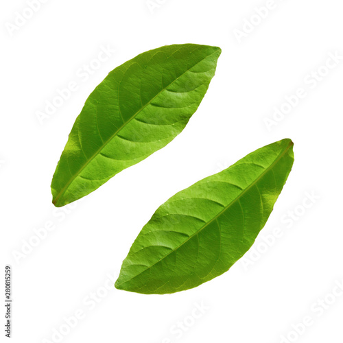 Close up green leaf on white background.