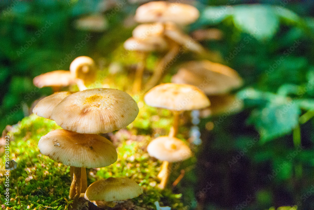 gathering mushrooms in the forest, harvesting for the winter, forest gifts gathering mushrooms in the forest, harvesting for the winter, forest gifts