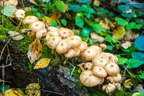 gathering mushrooms in the forest, harvesting for the winter, forest gifts