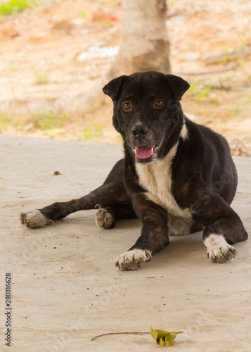 Thai black stray dog, pet