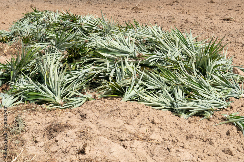 The pineapple tree that is stacked on the ground to prepare for further planting. The pineapple tree that is stacked on the ground to prepare for further planting.