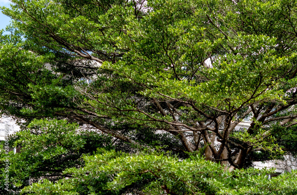 branches of big tree as background branches of big tree as background