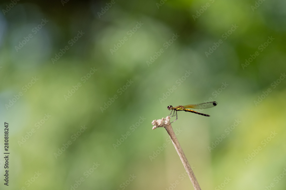 Dragonfly hold on dry branchesand copy space Dragonfly hold on dry branchesand copy space