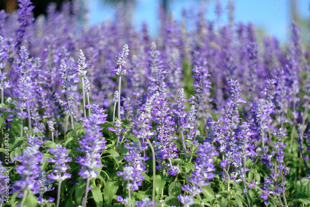 Obraz premium closeup beautiful fernleaf lavender flower. Blooming in garden. Lavandula pinnata